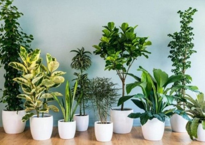 Секреты выбора домашних растений для разных комнат