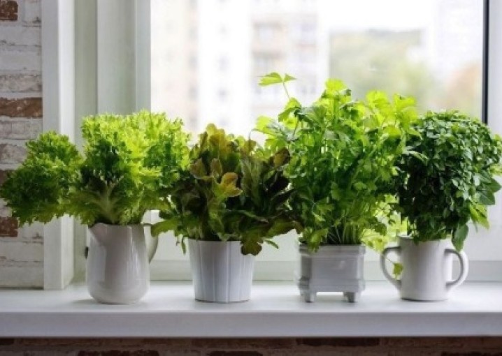 Сад на подоконнике: как вырастить зелень и цветы дома