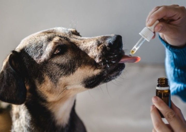 Как покупать лекарства для собак: быстро и выгодно